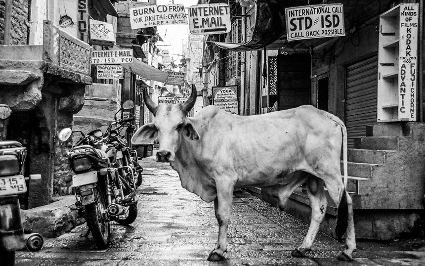 Adam Shrez - Monochrome Bull in Alley - Unsplash